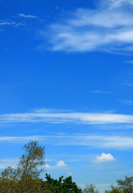 Immagine verticale del vivace cielo azzurro con nuvole bianche su fogliame verde