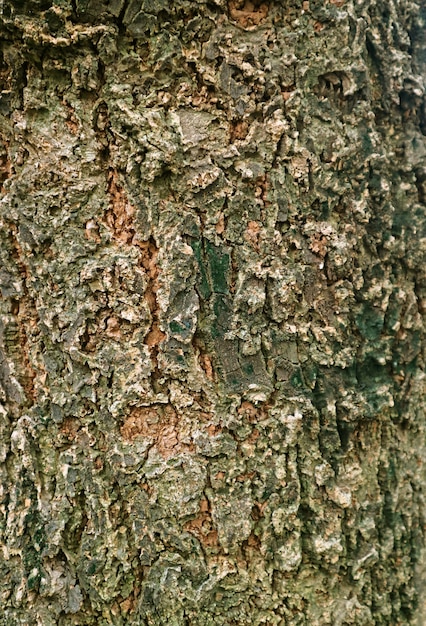 Immagine verticale di corteccia di albero grezzo esposto all'aria
