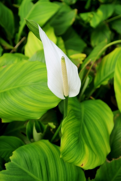 Photo vertical image of a white flamingo flower among vibrant green foliage