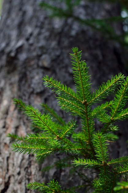 вертикальное изображение с ароматной зеленой еловой веткой в лесу