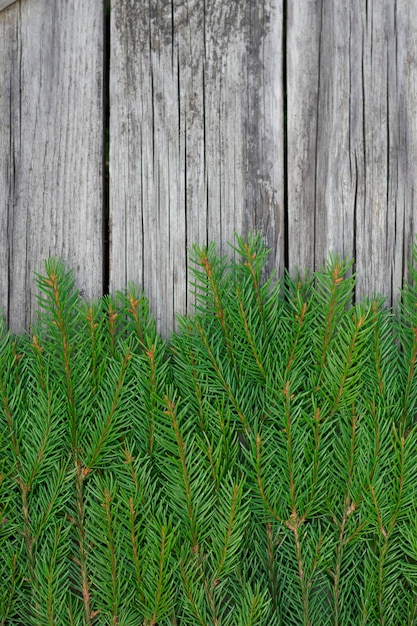 vertical image with fresh green fir tree branches on the grey wooden background for winter holidays