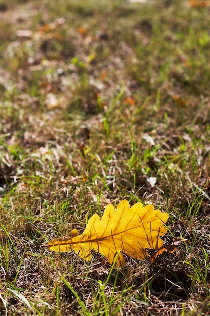 vertical image with oak yellow leaf on the grass as an autumn background