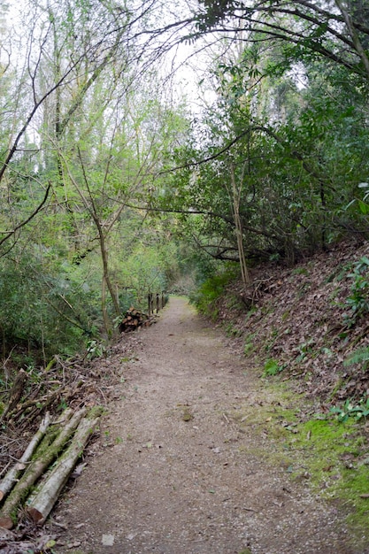 Vertical landscape with a country road and trees on the sides