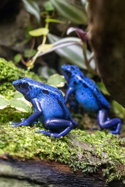 두 마리의 파란색 염색 독 ⁇  개구리 (Dendrobates tinctorius) 의 수직 매크로  ⁇ 