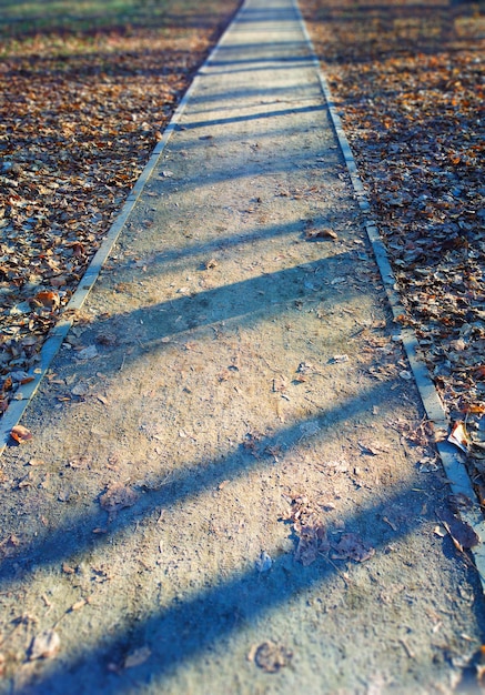 Photo vertical park walking path landscape background