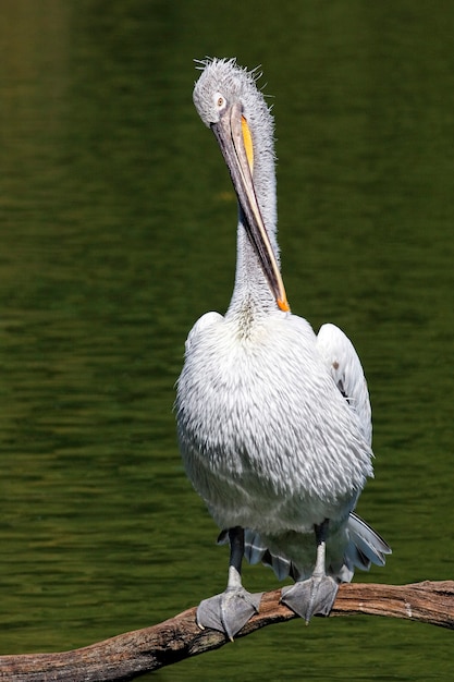 vertical pelican