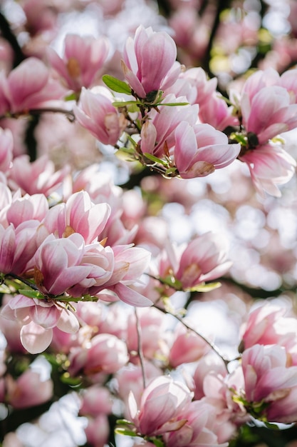 咲くモクレンの縦の写真咲くモクレンまたは装飾的な日本の桜の木