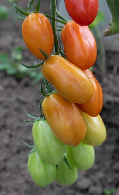 Vertical photo of clusters of tomatoes in various stages of ripeness