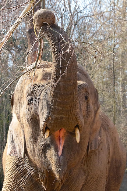 Vertical photo An elephant eats tree branches