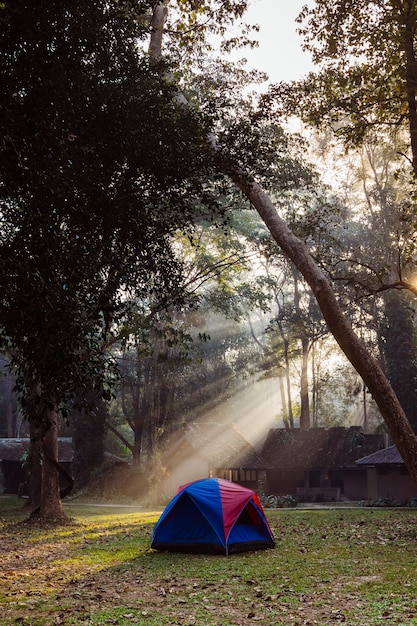 Foto foto verticale della tenda da campeggio familiare nel bosco. parco nazionale in thailandia con risorse di campeggio. splendida luce del mattino tra alberi ad alto fusto. natura, trekking e turismo in asia