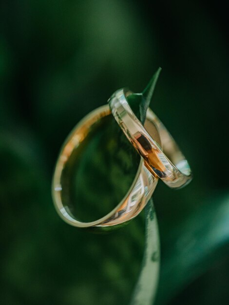 Vertical photo of green leaf and two gold rings