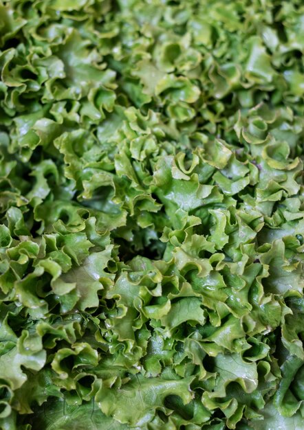 Vertical photo of a group of lettuces in farmer's market