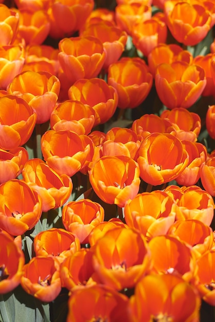 写真 咲く赤いチューリップの垂直写真春の花背景