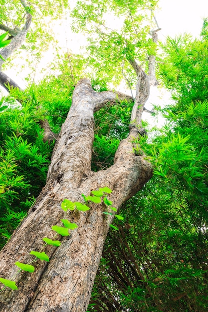 녹색 숲에서 오래 된 나무의 세로 사진