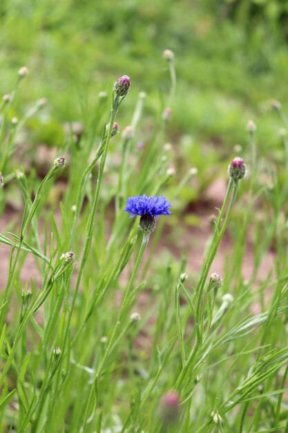 vertical photo one bright blue cornflower with several buds against the background of blurred grass with earth