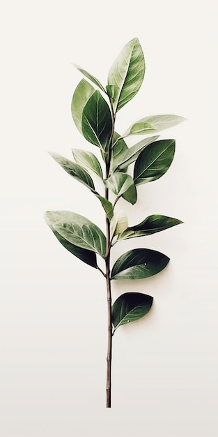 Vertical photo of tropical plant branch with beautiful green leaves in a clear white background wall