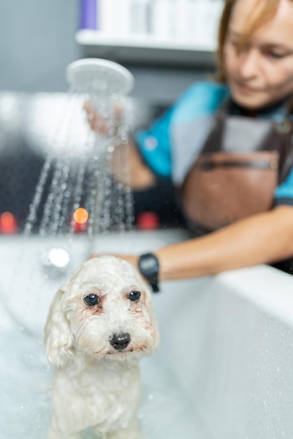 ペットサロンのバスタブで犬を洗う女性の縦の写真