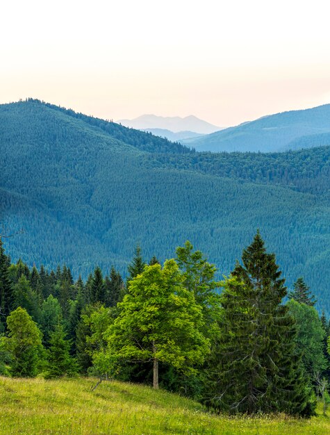 Вертикальное изображение красивого зеленого леса и голубых гор. Карпаты вечером