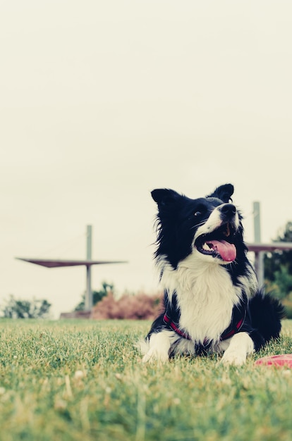 Ritratto verticale di un cane border collie sdraiato nel parco