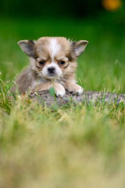 写真 垂直ポートレートライトロングコートチワワの子犬は草の上に一人で座っている自然なぼやけた背景