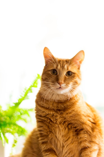 Vertical portrait of one domestic cat of purebred breed with yellow eyes and red hair