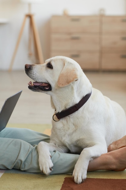 Vertical portrait of white dog lying on floor and cuddling with unrecognizable woman using laptop co...