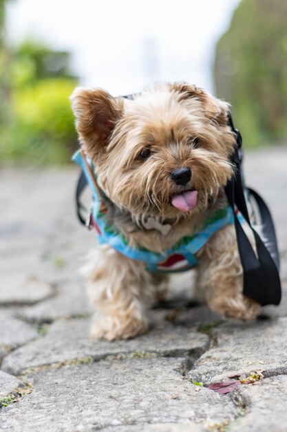 Vertical portrait of a Yorkshire terrier walking with a dog carrier backpack on