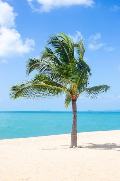 Вертикальный морской пейзаж Пальма на берегу синего моря и белый песок на пляже
