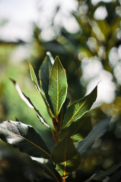 Vertical selective focus of a Bay laurel plant in the sunlight