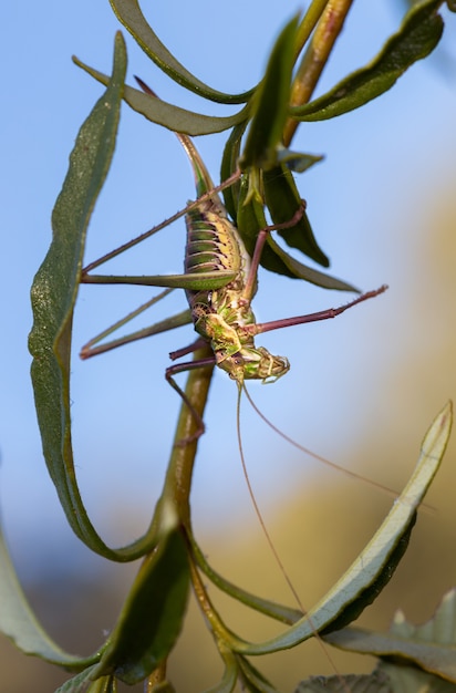 Vertical selective focus closeup of a saddle-backed bush cricketon the stem of a plant