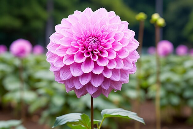 Vertical selective focus shot of a beautiful dahlia flower in a garden