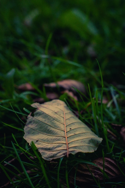 Vertical selective focus shot of a green leaf on the grass