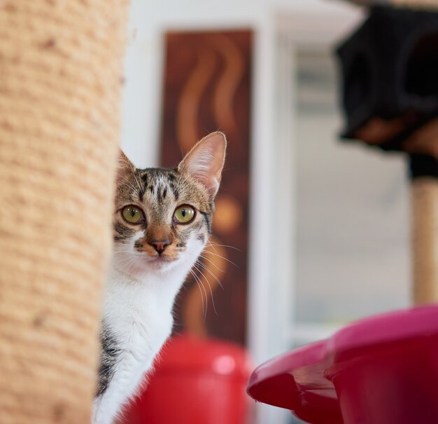 A vertical shot of an adorable European cat