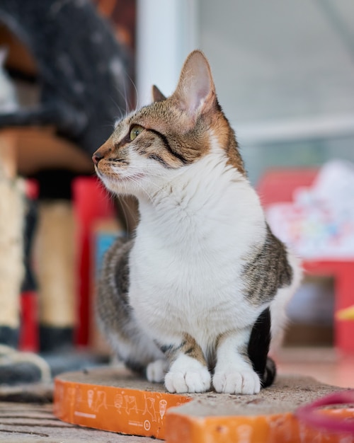 A vertical shot of an adorable European cat