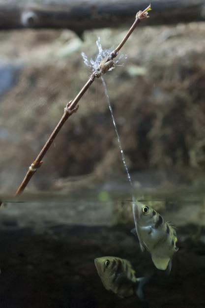 물을 쏘고 곤충을 공격하는 궁수 물고기의 세로 샷