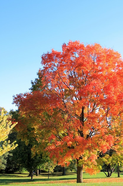 カラフルな葉を持つ美しい秋の公園の垂直ショット