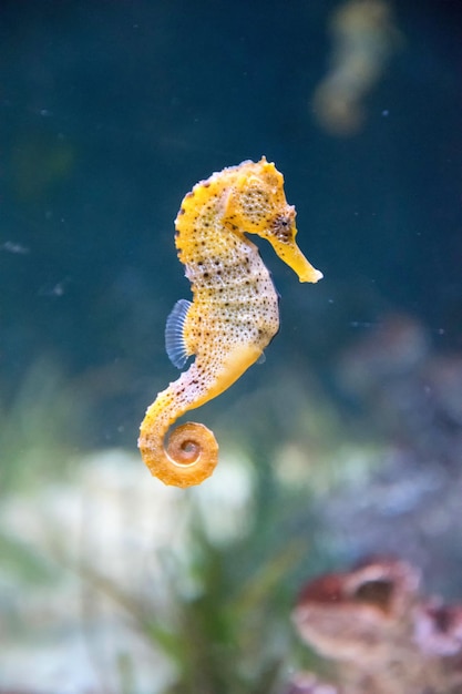 水族館の美しいタツノオトシゴの垂直ショット