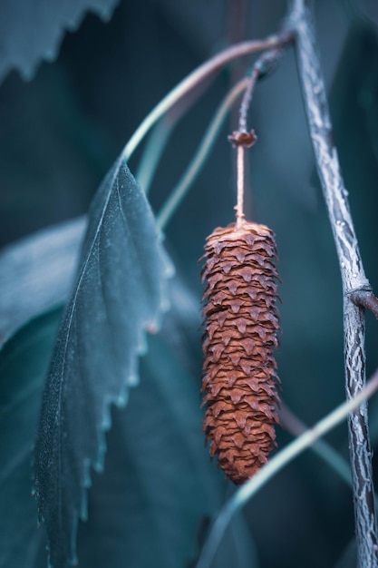 A vertical shot of a birch cone and green leaves