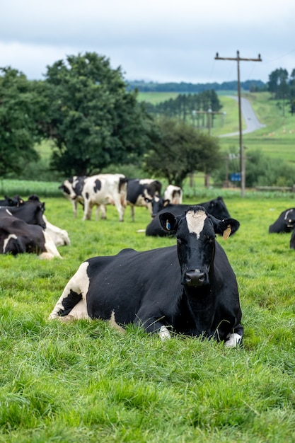 Colpo verticale di mucche bianche e nere sdraiate sull'erba