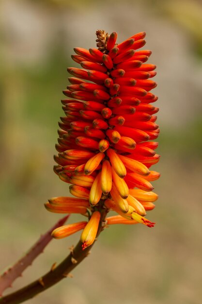 Photo vertical shot of blooming bitter aloe plant