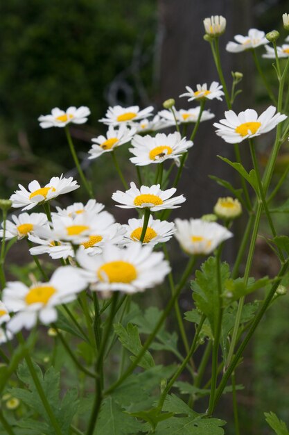 Photo vertical shot of blooming feverfew flowers in a meadow