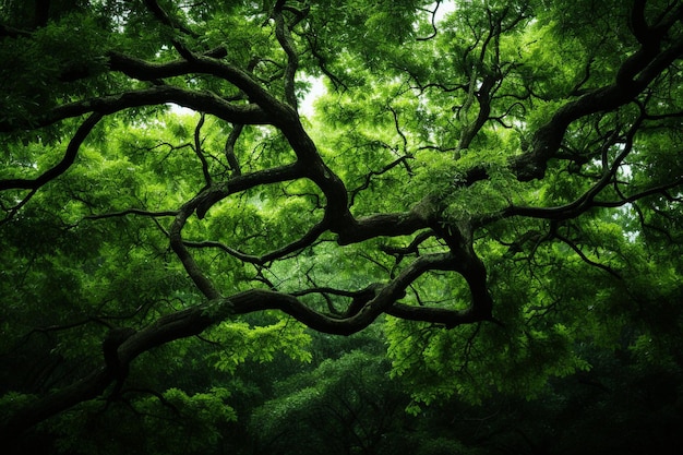 Photo vertical shot of the branches of green tree perfect for background