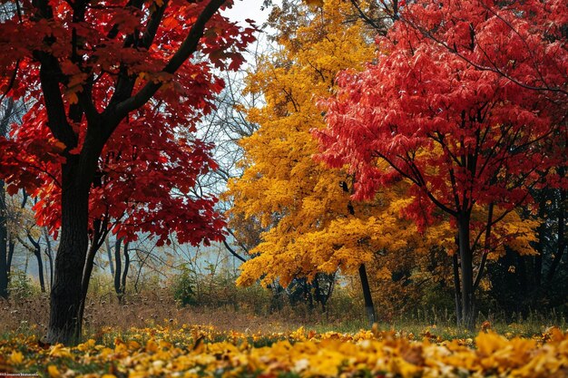 Foto scatto verticale di una vista mozzafiato di bellissimi alberi colorati su un campo in un parco