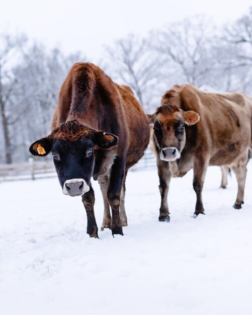 Colpo verticale di vacche da latte marroni nella fattoria durante l'inverno