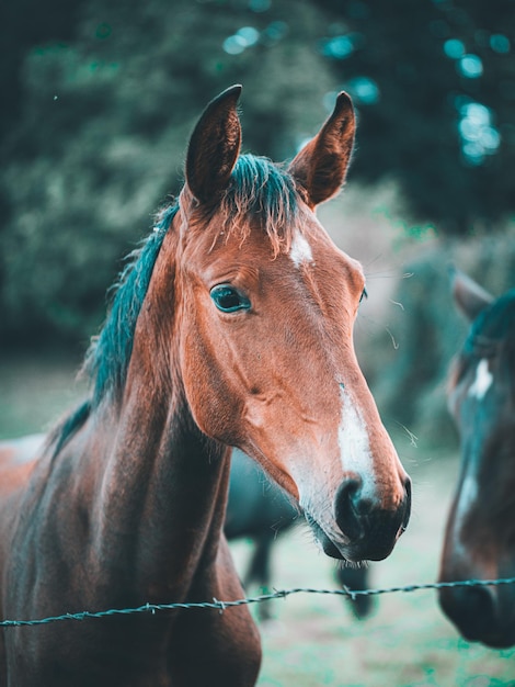 Vertical shot of a brown horse