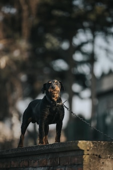 Ripresa verticale di un rottweiler incatenato su uno sfondo sfocato