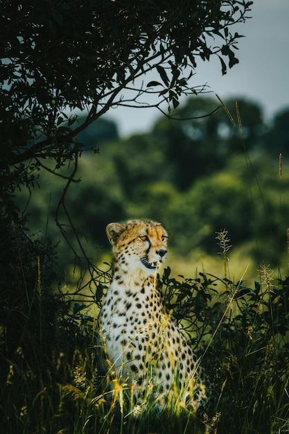 Vertical shot of a cheetah in a park