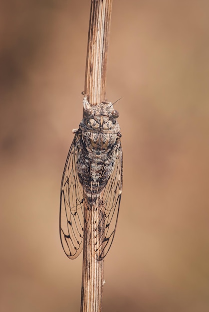 Vertical shot of a cicada insect on a twig
