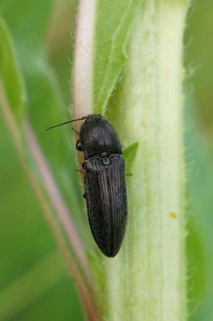 Vertical shot of a clicking beetle hanging on the green vegetation