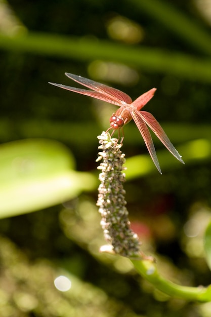 Ripresa verticale di una libellula di aliante di palude cremisi appollaiata su una pianta verde